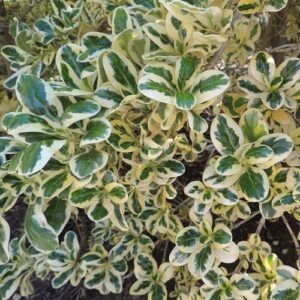 Coprosma Silver Queen - 3.5Ltr (15/35)