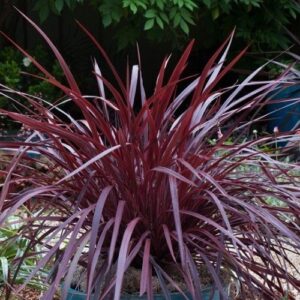 Cordyline x Design-A-Line Burgundy - 2.5Ltr