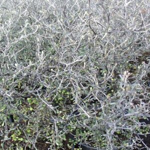 Corokia Silver Prince - 1.5Ltr