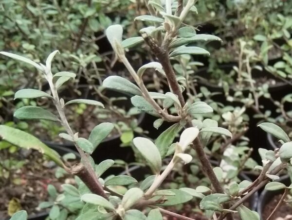Corokia Geenty's Ghost - 1.5Ltr/Pb6.5 - Image 2