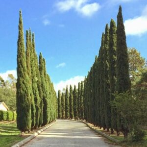 Cupressus Skytower - Pot (8/15)