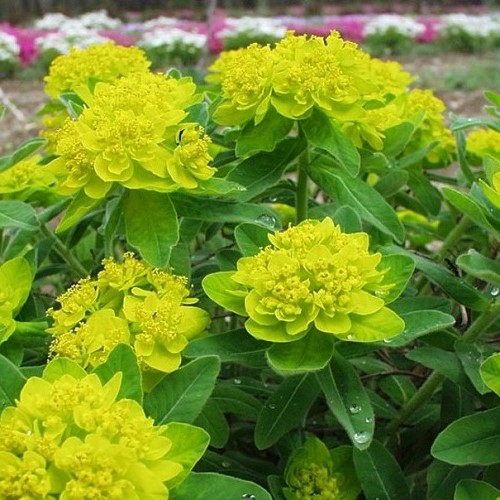 Euphorbia polychroma, Cushion spurge - 2Ltr (20/30) - Image 2