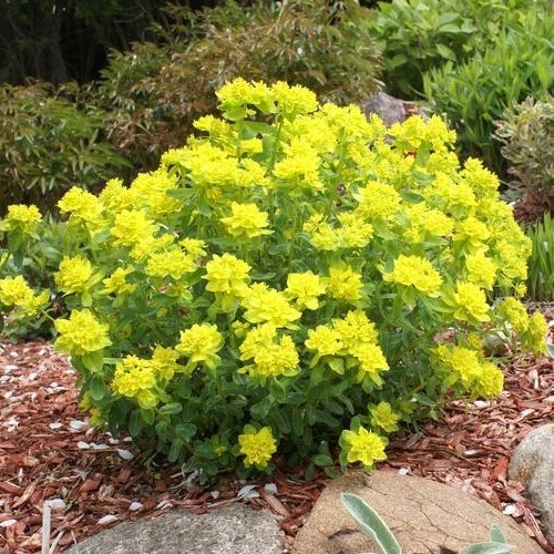 Euphorbia polychroma, Cushion spurge - 2Ltr (20/30)