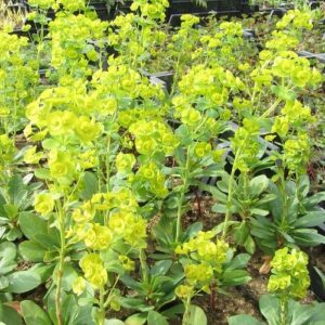Euphorbia robbiae, Wood Spurge - 2.5Ltr (10/20)