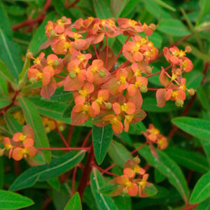 Euphorbia griffithii Fireglow, Spurge - Pb5 (20/30)