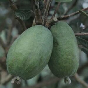 Feijoa Den's Choice - Pb8