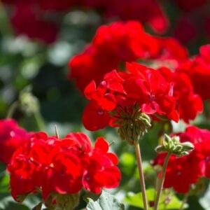 Geranium Red - 2Ltr (20/30)