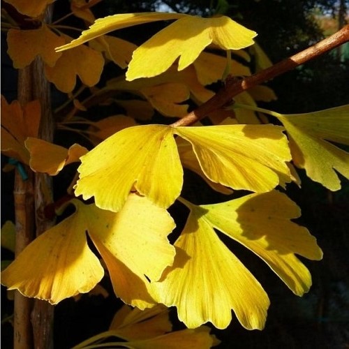 Gingko biloba, Maidenhair - Pb28 (200/280) - Image 3