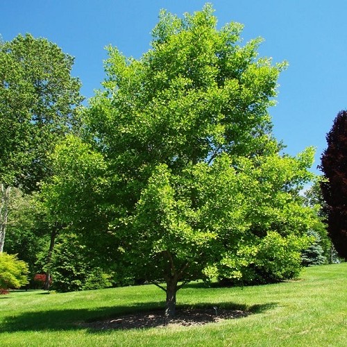 Gingko biloba, Maidenhair - Pb28 (200/280)