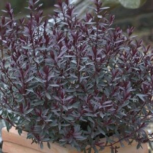 Hebe Lollipop - 1.5Ltr