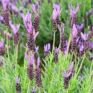 Lavandula stoechas - Pot