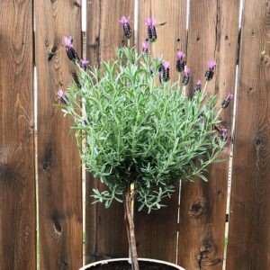 Lavandula standard - 20Ltr