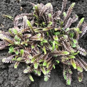 Leptinella Platts Black, Black Brass Buttons - 1Ltr/1.5Ltr