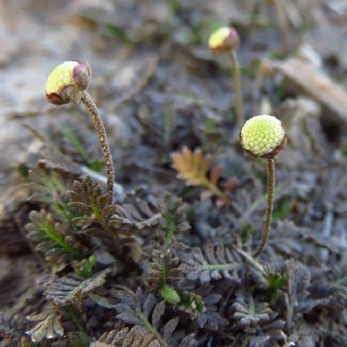 Leptinella Platts Black, Black Brass Buttons - 1Ltr/1.5Ltr - Image 2