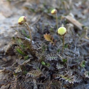 Leptinella perpusilla, Purple Brass Buttons - 1Ltr