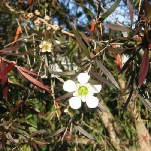 Leptospermum Copper Sheen, Shining Tea Tree - Pb5/1.9Ltr (70/100) - Image 2