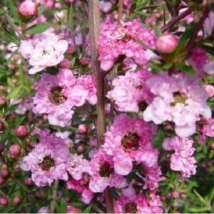 Leptospermum Coral Candy, Manuka - Pb5