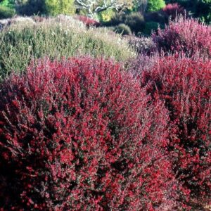 Leptospermum Crimson Glory, Manuka - 2.5Ltr