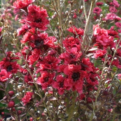 Leptospermum Crimson Glory, Manuka - 2.5Ltr - Image 2