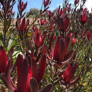 Leucadendron Little Devil - 1.5L