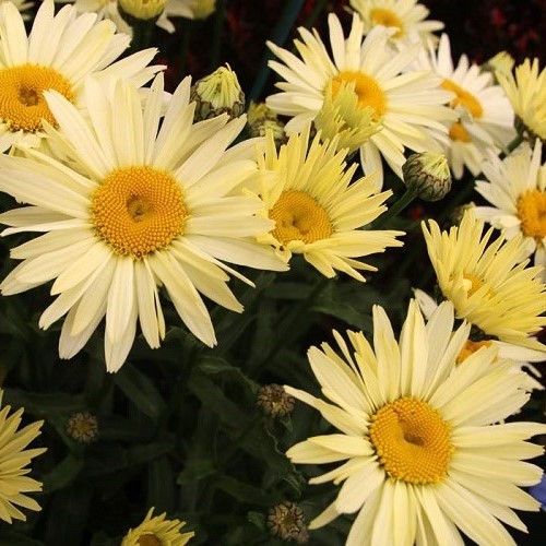Leucanthemum Banana Cream - 1.5Ltr (10/20)