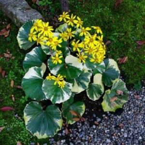 Ligularia Limerick, Tractor Seat Plant - 1.5Ltr