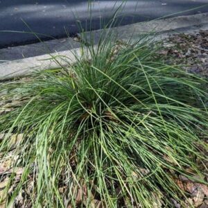 Lomandra Evergreen Baby - 2Ltr/2.5Ltr (25/35)