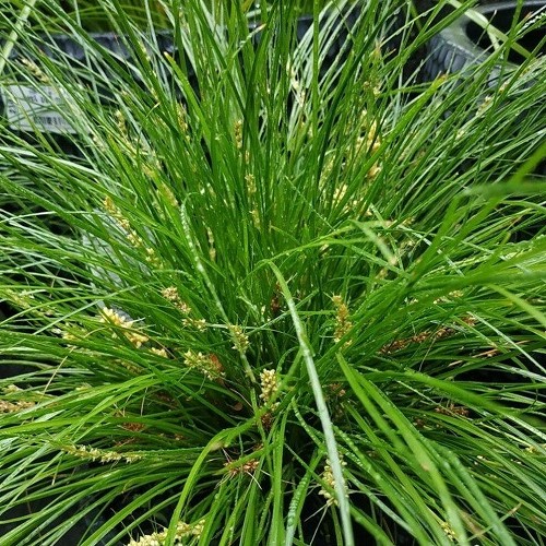 Lomandra c. Misty Green - Pot (15/25)