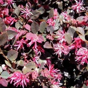 Loropetalum Plum Delight - 2Ltr/2.4Ltr