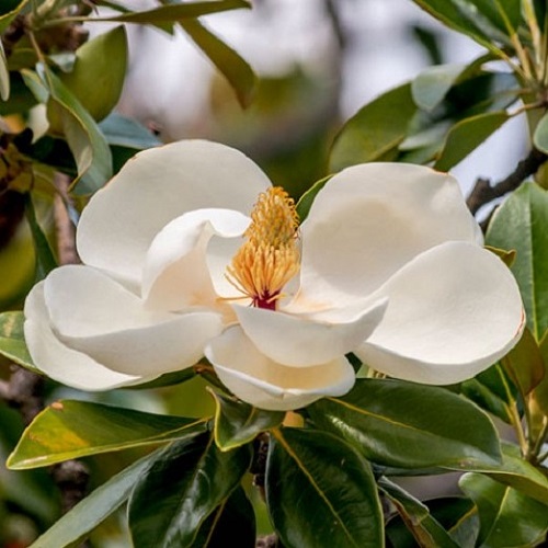 Magnolia grandiflora, Southern Magnolia - Pb40 (1.2m/1.5m) - Image 2
