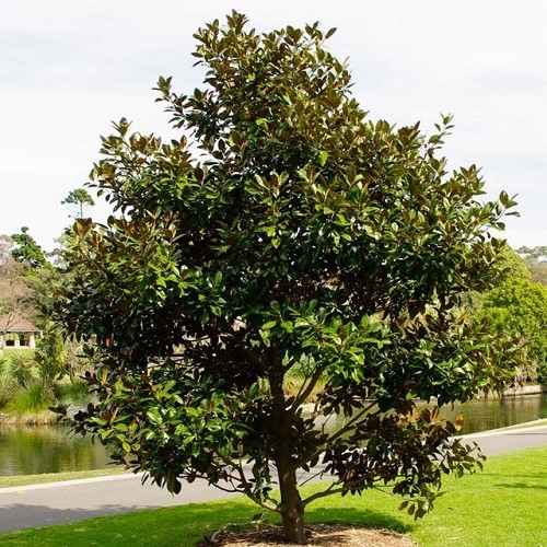 Magnolia grandiflora, Southern Magnolia - Pb40 (1.2m/1.5m)