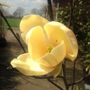 Magnolia Honey Tulip - Pb28