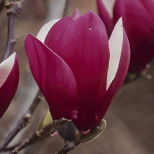 Magnolia Old Port - Pb28 (1.2m/1.4m) - Image 2