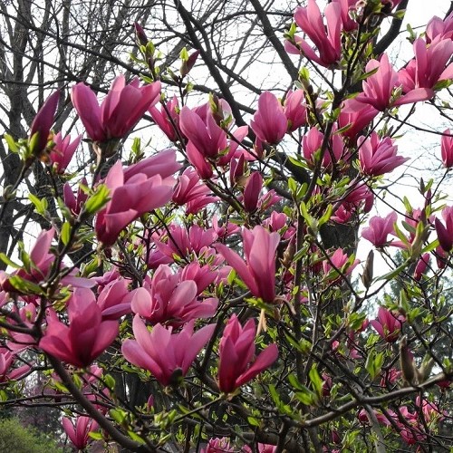 Magnolia Old Port - Pb28 (1.2m/1.4m)