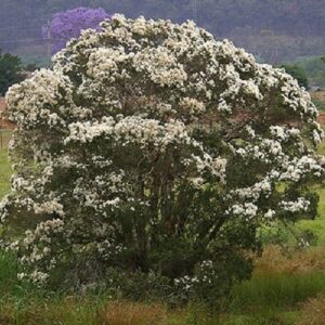 Melaleuca linariifolia, Snow - In - Summer - Pb6.5