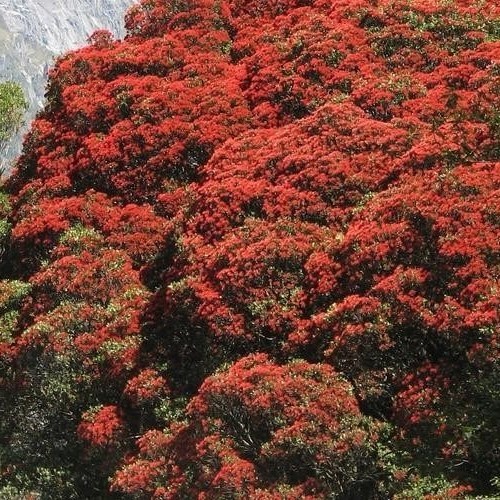 Metrosideros Rustic Beauty, Red - 2Ltr(40/70)