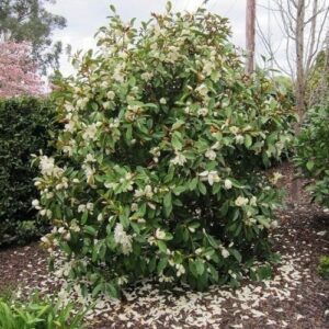 Michelia Fairy Cream - Pb18 (90/130)