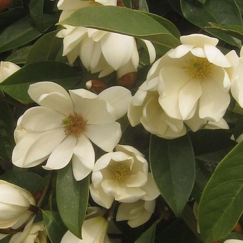 Michelia Fairy Cream - Pb18 (90/130) - Image 2