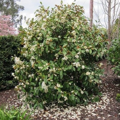 Michelia Fairy Cream - Pb18 (90/130)