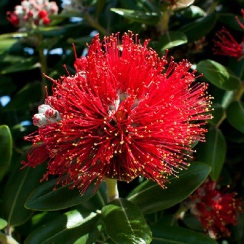 Metrosideros Mt. Maunganui, Pohutukawa - 3.5Ltr