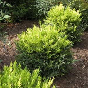 Nandina Lemon and Lime - 2.4Ltr