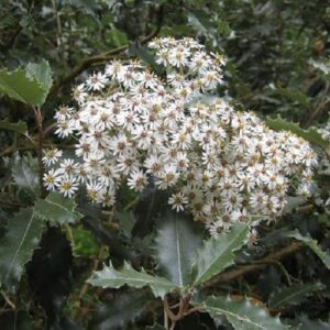 Olearia macrodonta, Arorangi - Pb6.5 (20/40)