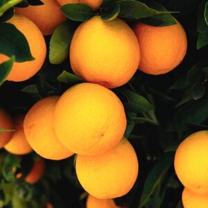 Orange Cara cara - Pb40