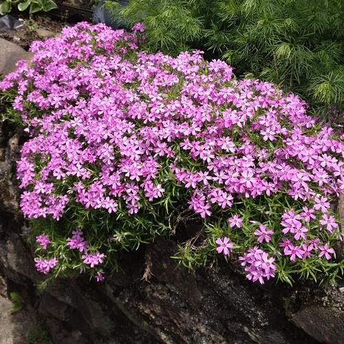 Phlox Vivid - Pot
