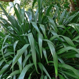 Phormium cookianum, Mountain Flax - Pot