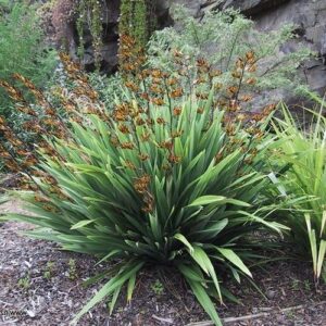 Phormium Green Dwarf, Mountain Flax - Pb5 (40/50)