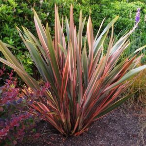 Phormium t. Joker, Flax - 2.5Ltr (40/60)