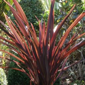 Phormium Royal Flush, Wharariki - Pb5 (30/90)