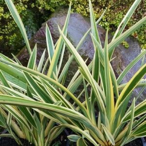 Phormium Spearmint, Flax - 2.5Ltr