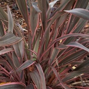 Phormium Velvet Underground - 2.5Ltr